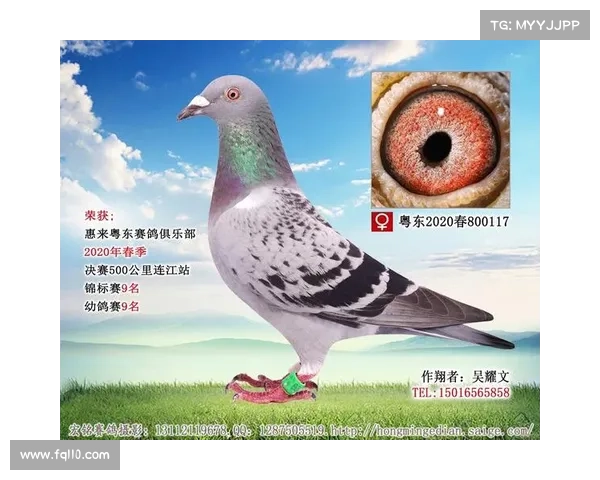 广东粤东赛鸽俱乐部